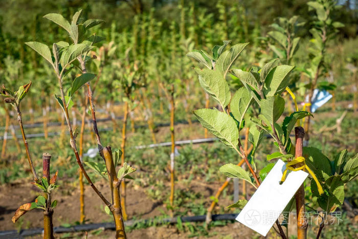 果树幼苗成排生长在田间,供栽培和销售新品种的树木