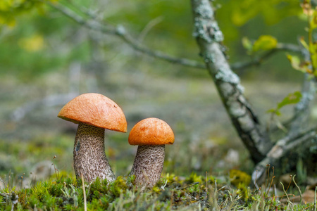 一对红帽蘑菇生长在森林苔藓中。 两种狐猴生长在木材中。 美丽可食用的秋波