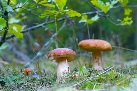 两只牛肝菌生长在橡树园。 在森林中生长的CEP蘑菇。 牛肝菌生长在树下。 美丽的可食用秋大生