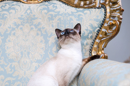 美丽的稀有品种猫湄公河天空筒尾母宠猫无尾坐在欧洲建筑的内部复古复古别致的皇家扶手椅18世纪凡尔赛宫。 巴洛克家具。