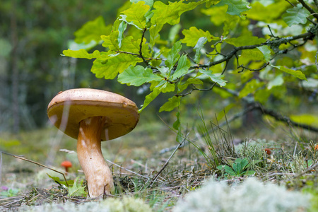大牛肝菌生长在橡树下。 生长在森林中的CEP蘑菇。 牛肝菌生长在木材中。 美丽的可食用秋大生