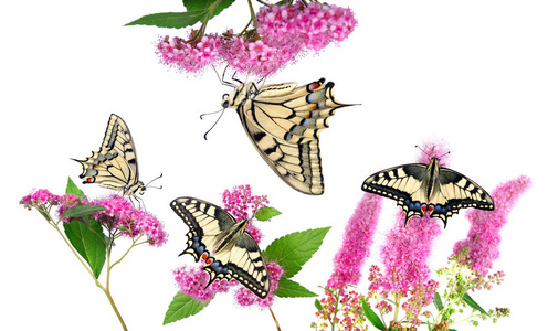 蝴蝶在粉红色的花上分离在白色上。燕尾蝶，帕皮里奥马乔恩