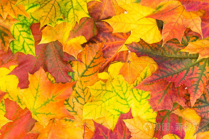 秋天五颜六色的叶子顶部视图秋季模式