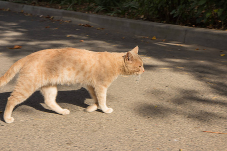 流浪猫走在街上