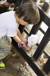 小男孩在动物园喂白山羊