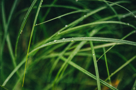 叶的芦苇与雨滴特写。背景, 纹理。色调图像