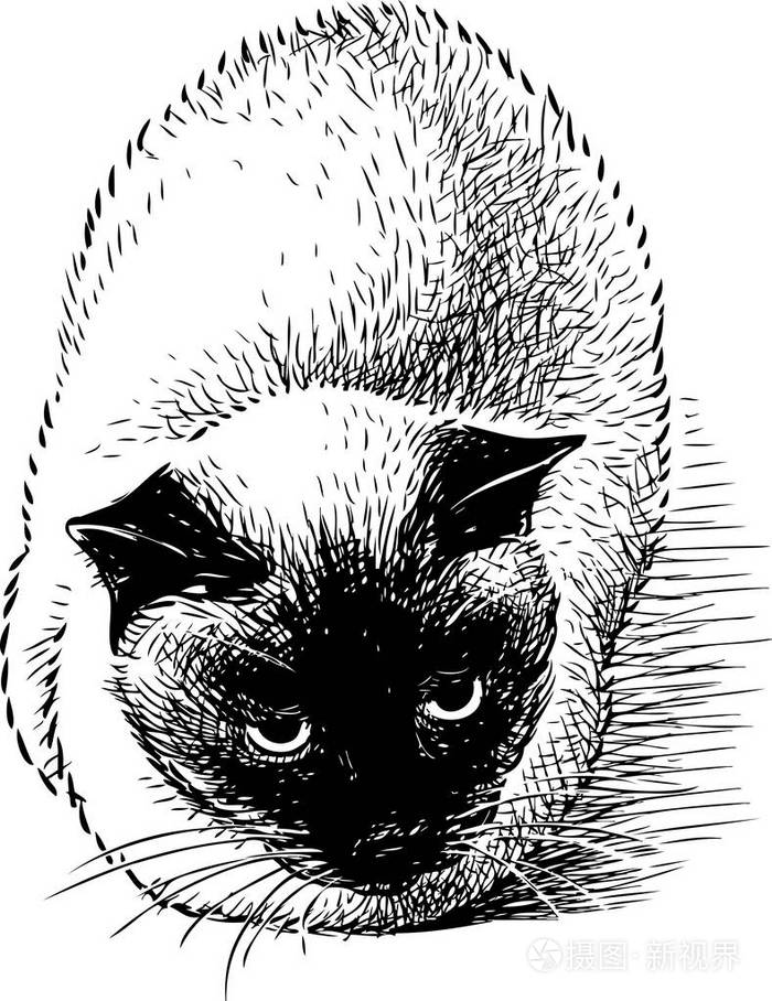 暹罗猫的手绘插画-正版商用图片13470r-摄图新视界