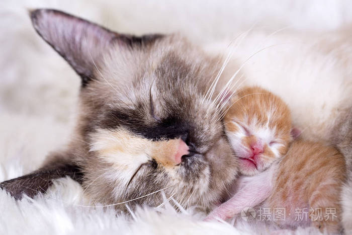 可爱的小猫 小猫 猫妈妈照片 正版商用图片 摄图新视界