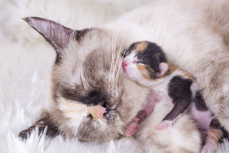 母猫和小猫图片