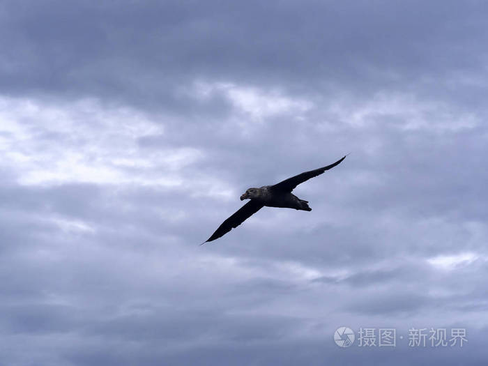 在飞翔的海狮福克兰群岛上的南方巨型海燕