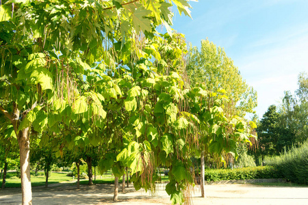 城市公园秋天的植被