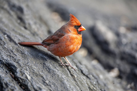  it is also known colloquially as the redbird or common cardinal