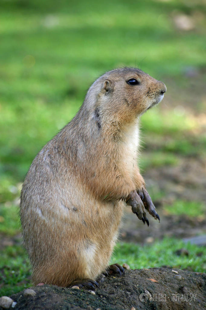黑尾草原狗(cynomysludivicianus)直立坐在一个小土丘上,头部轮廓.