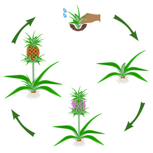 种植菠萝植物图片