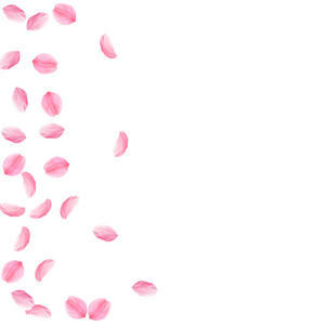 樱花花瓣落下。浪漫的粉红色丝质中花。稀疏的飞樱桃花瓣。散射