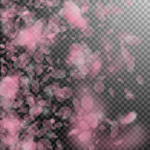 樱花花瓣落下。浪漫粉红色的花朵渐变。透明方形背上的飞花瓣