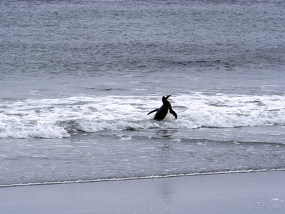 企鹅皮哥斯塞利斯巴布亚在海狮岛福克兰群岛马尔维纳斯群岛