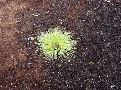 绿色的草堆在燃烧的地面上，福克兰群岛马尔维纳斯群岛