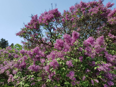 植物园里的开花灌木紫色紫丁香。 可能是花