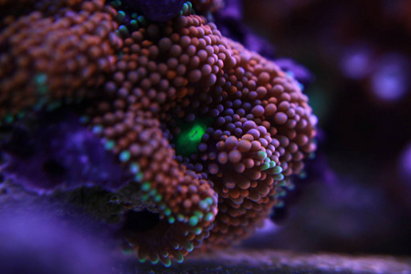 蓖麻蘑菇是水生世界中最美丽的蘑菇珊瑚之一