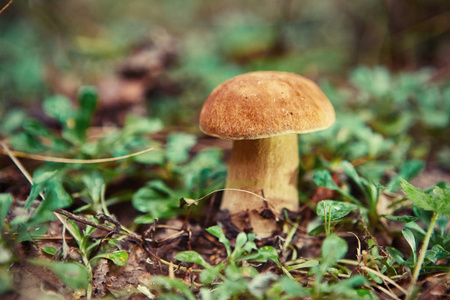 初秋在森林里采蘑菇。 最后一个阳光明媚的夏天。 蘑菇生长在温暖的绿色厚厚的湿苔层中。 户外活动的完美天气