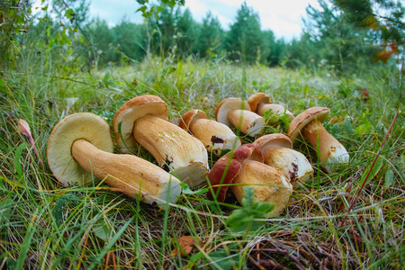 一堆新鲜的可食用的林蘑菇牛肝菌躺在地上。 顶部视图特写。