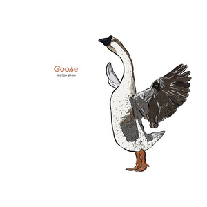 手撕鹅图片-手撕鹅素材-手撕鹅插画-摄图新视界