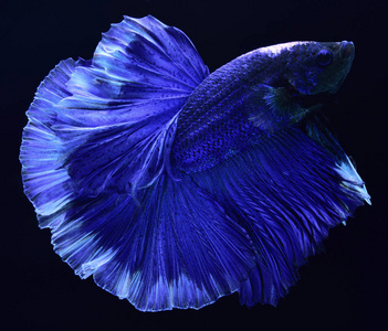 超级蓝贝塔暹罗斗鱼.头是白色的,插入红色.