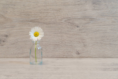 夏季创意静态生活以最小的风格。 淡灰色背景小玻璃瓶中的白色玛格丽特雏菊花
