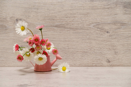 夏季创意静态生活的最小风格。白色和粉红色的玛格丽特雏菊花在浅灰色背景的粉红色小浇水罐中