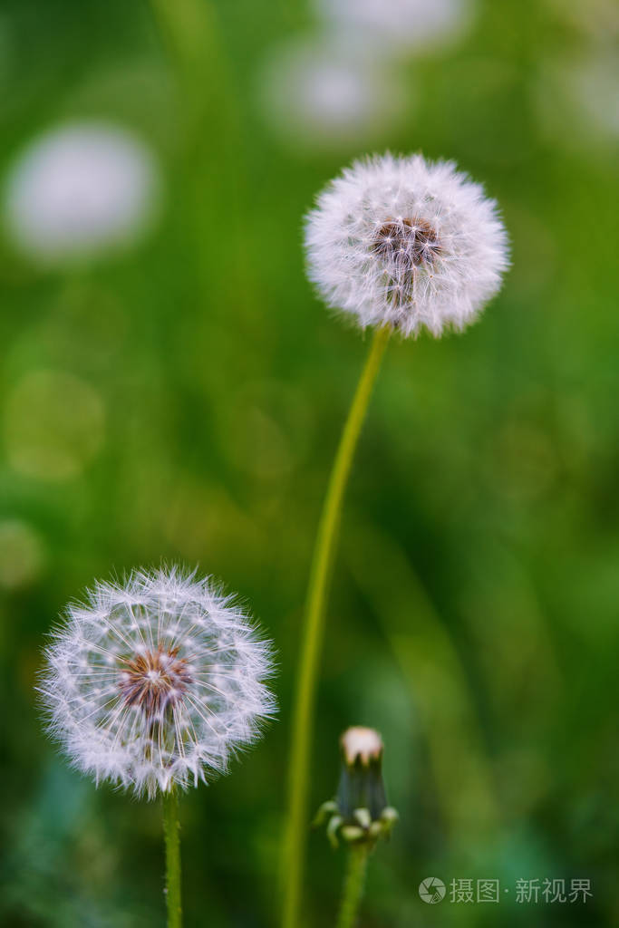 绿背景的田野里的蒲公英.选择性重点