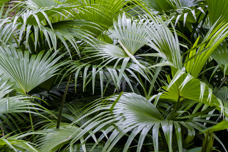 热带丛林叶，深绿色叶自然背景