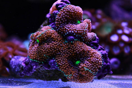 利科迪亚蘑菇是水生世界中最美丽的蘑菇珊瑚之一