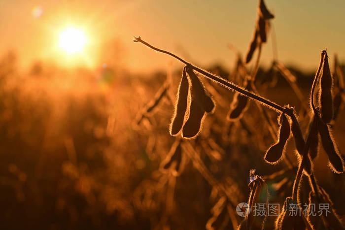 成熟的大豆豆荚在傍晚的阳光下背光大豆农业