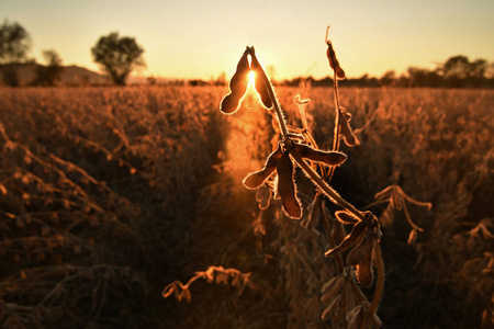 成熟的大豆豆荚，在傍晚的阳光下背光。大豆农业