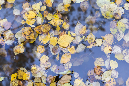 秋天，在水坑里落叶的黄叶，在水中的桦树叶