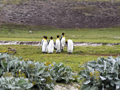 国王企鹅群，属于志愿点福克兰群岛马尔维纳斯群岛