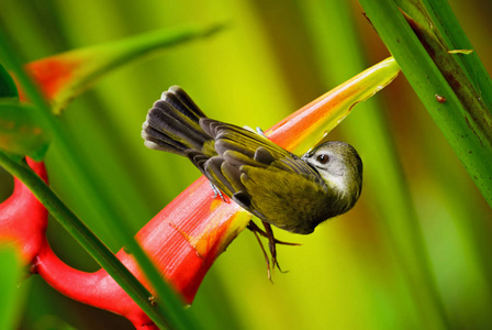 小蜘蛛猎人阿拉奇诺特拉龙罗斯特拉美丽的彩色小太阳鸟从森林林地和泰国花园。