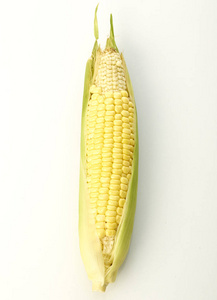 玉米有机穗白色背景空间设计图片