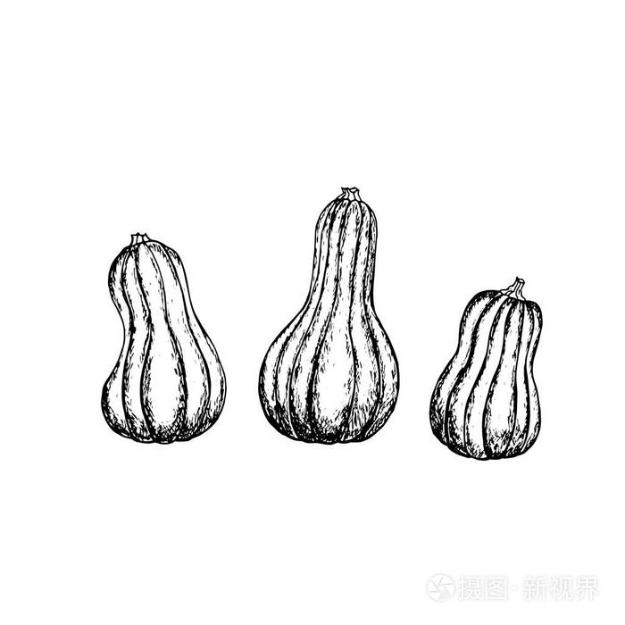南瓜矢量图.手绘矢量图