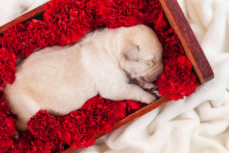 新生的拉布拉多小狗，睡在满是鲜花的床上，可爱的宠物肖像，红色康乃馨。