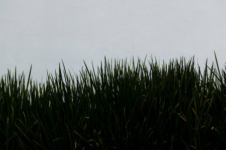 白色背景上孤立的草。