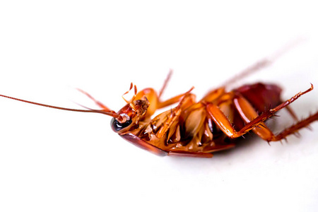选择性聚焦蟑螂在白色隔离背景上。 它在厨房和家里爬行。
