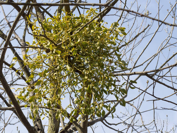 槲寄生植物生长在一棵传统象征圣诞节节日的树上