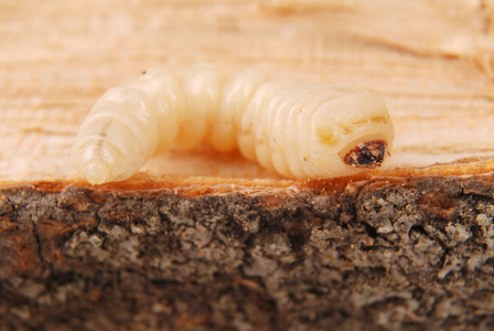幼虫树皮甲虫鞘虫。 树皮甲虫在木材背景上无腿的幼虫。