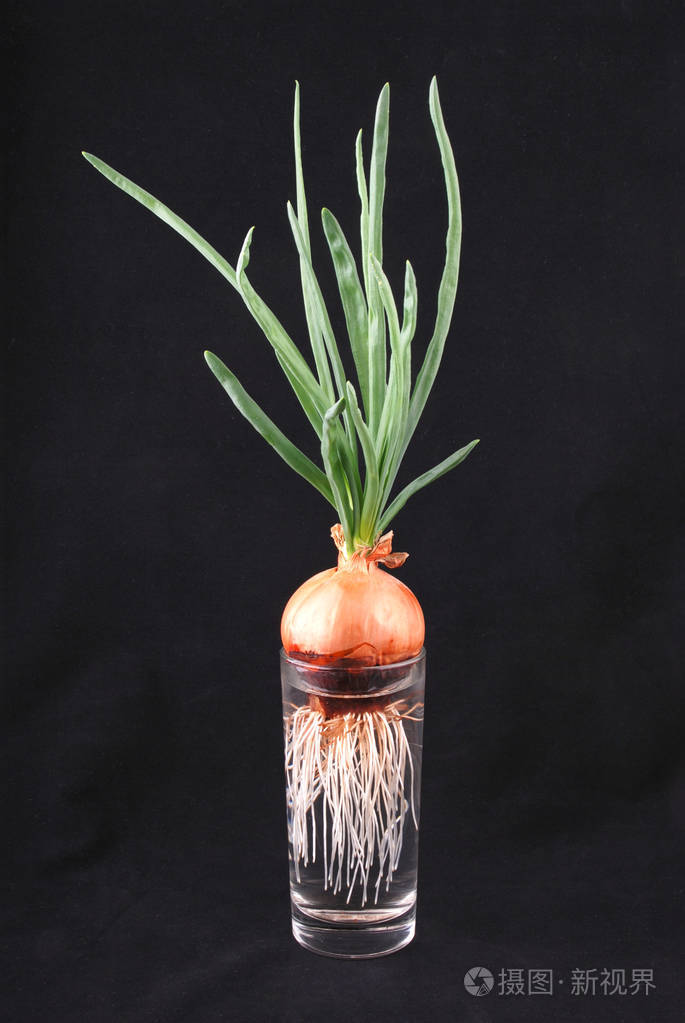 发芽洋葱根在玻璃烧杯中分离出黑色
