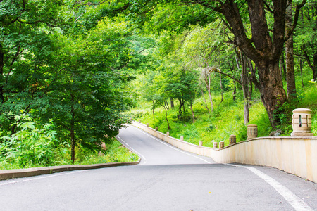 夏天森林中的道路