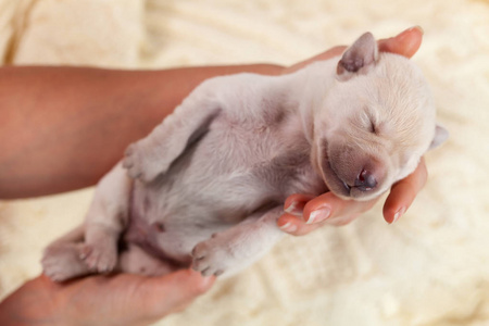 刚出生的小狗图片