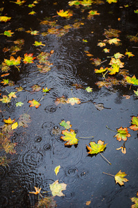 秋雨。 水坑顶部的一些黄色叶子。 雨滴。