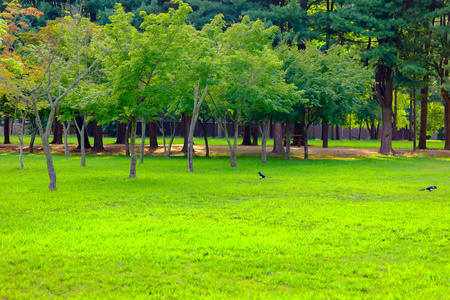 南韩南米岛绿大树的绿田